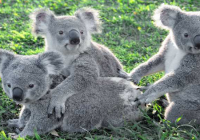 Lone Pine Koala Sanctuary Lone Pine Koala Sanctuary