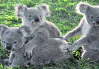 Lone Pine Koala Sanctuary